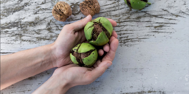 ۱۱ نکته شگفتانگیز درباره خواص گردو برای سلامتی