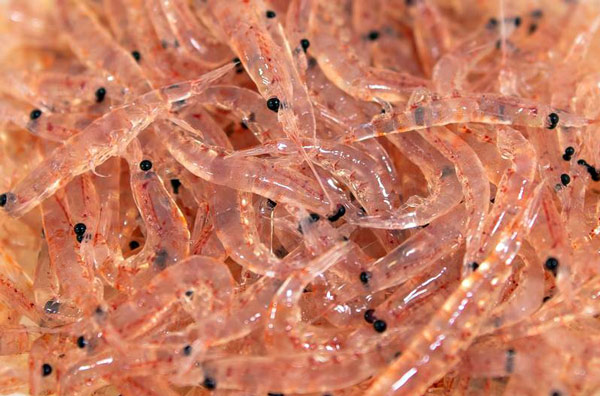 روغن کریل