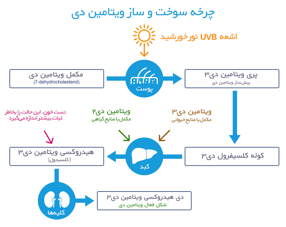 تولید ویتامین دی