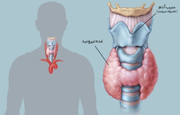 غده تیروئید