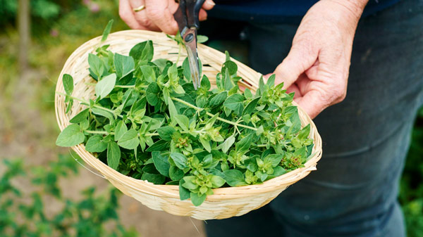 خواص پونه ی کوهی                               