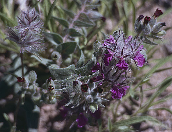 مضرات چای کوهی