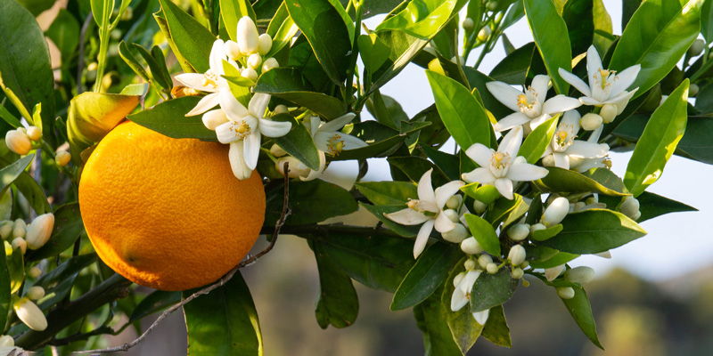 خواص عرق بهار نارنج و دمنوش آن برای معده، پوست و اعصاب