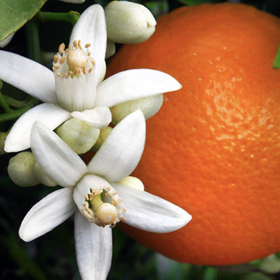 خواص عرق بهار نارنج و دمنوش آن برای معده، پوست و اعصاب