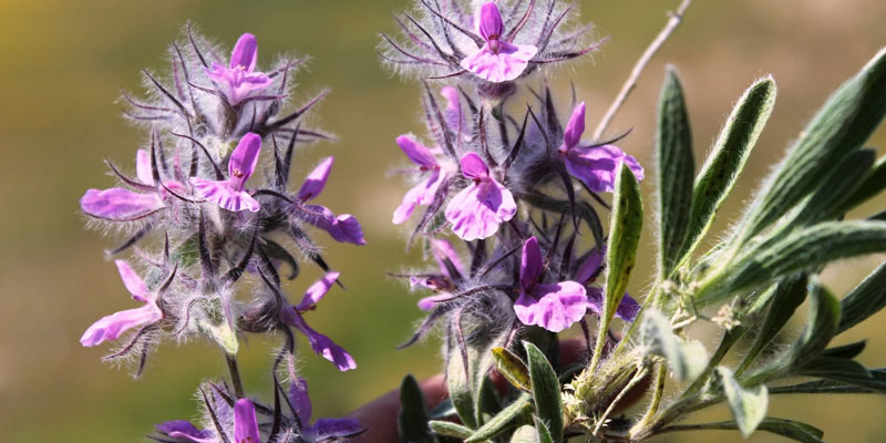 خواص چای کوهی چیست